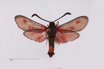 preview Zygaena sarpedon leuzensis ab. quinquepuncta Reiss, 1958